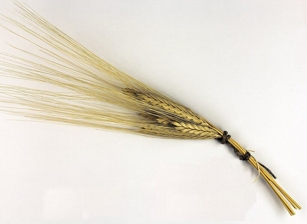 Sheaf of einkorn wheat (Triticum monococcum), one of the first domesticated grains, with long golden awns