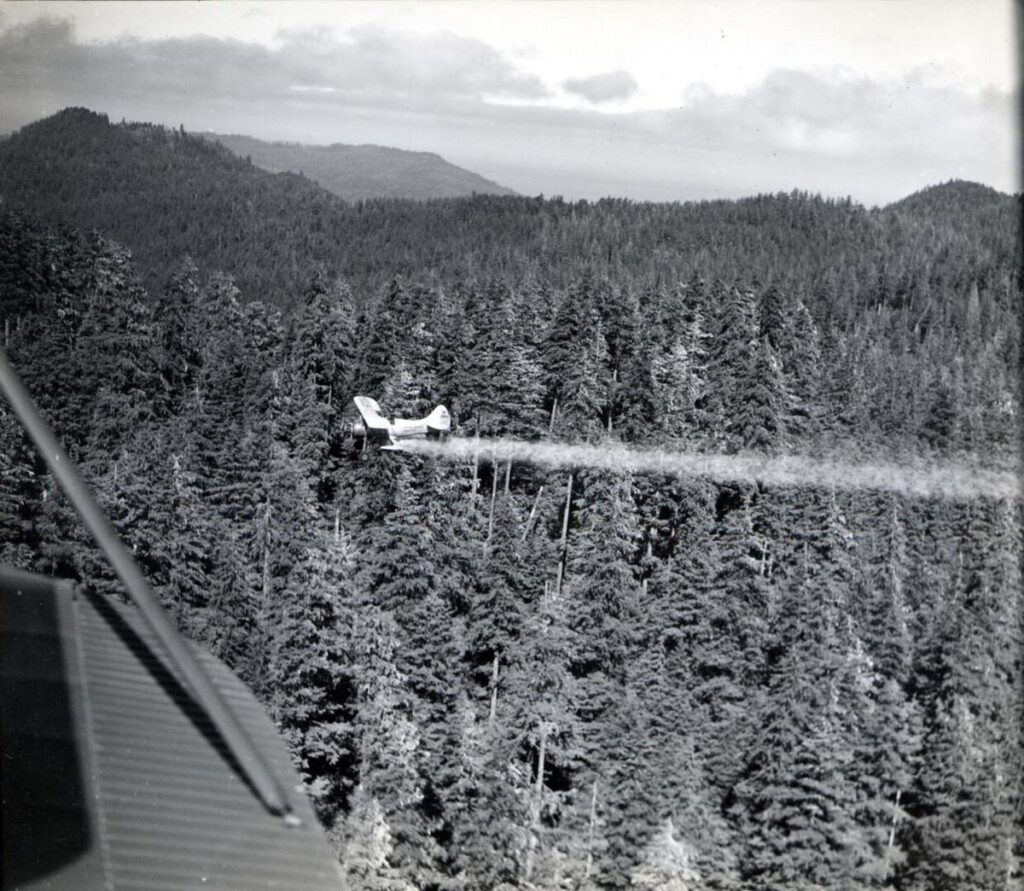 Biplane trailing a cloud of insecticide spray low over a conifer forest in Oregon, 1945