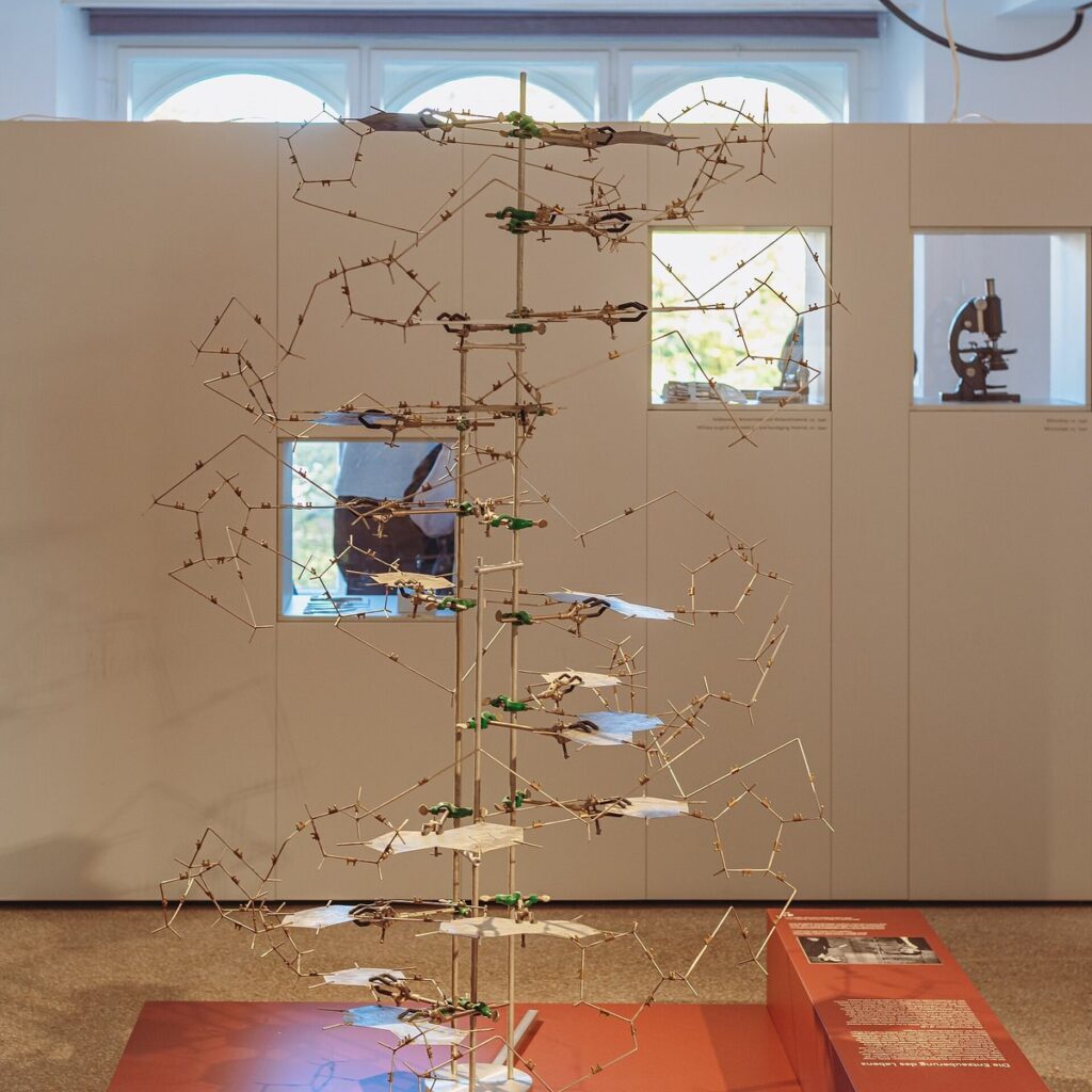 Replica of Watson and Crick's metal DNA double-helix model at the Berlin Museum of Medical History