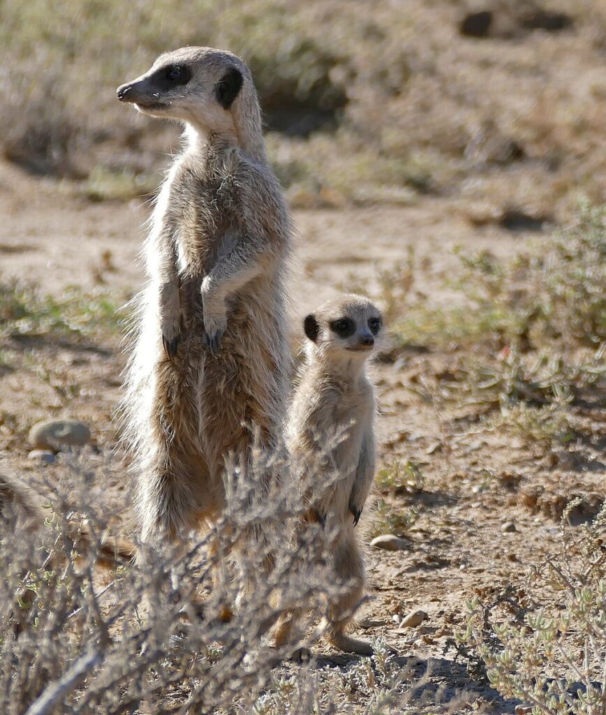 An adult meerkat standing upright on sentinel duty beside a young meerkat, keeping watch for predators