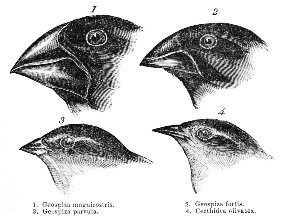 John Gould's 19th-century engraving of four Galápagos finch heads with different beak shapes