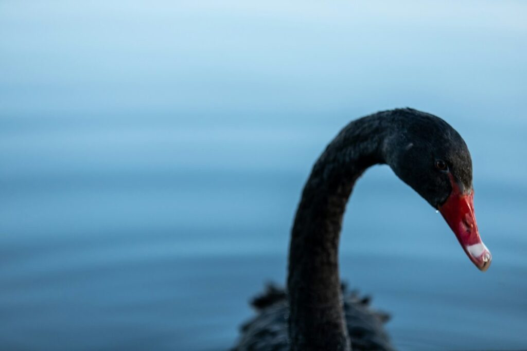 Close-up of a black swan with a red beak on calm blue water
