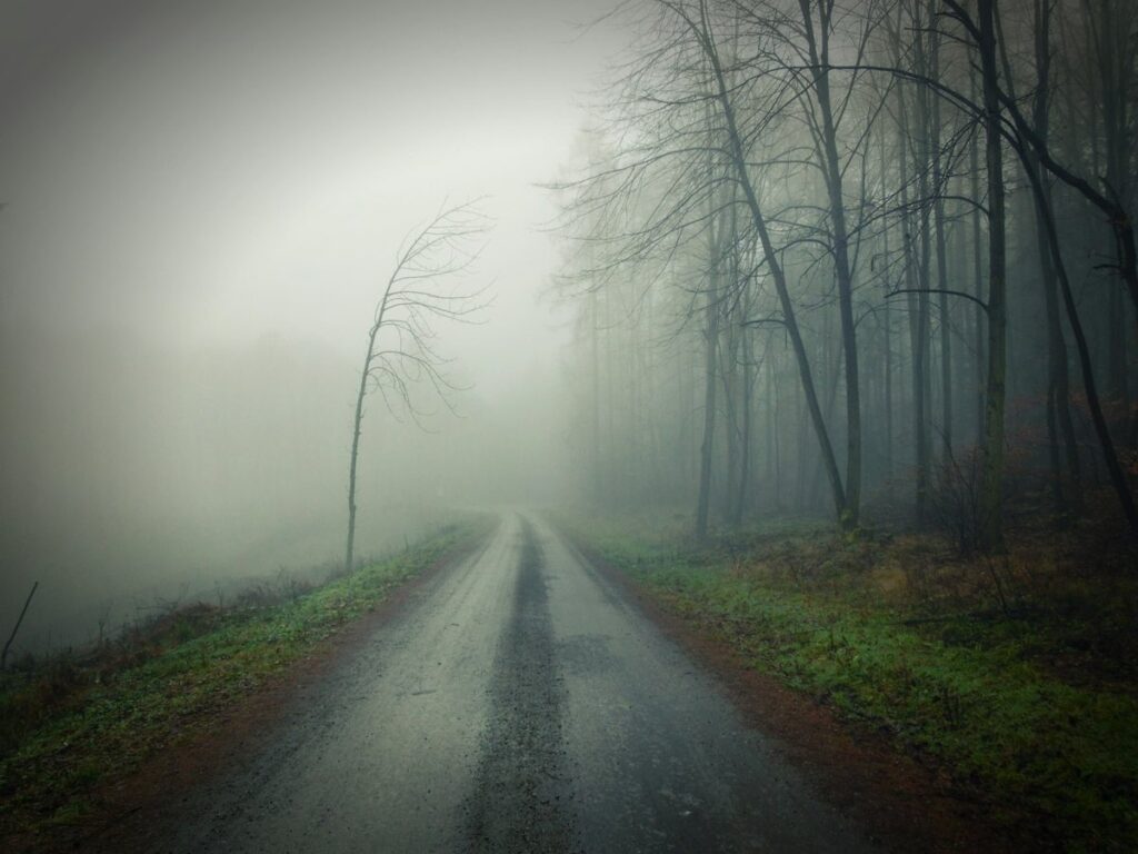 Empty grey road running past bare, leafless trees into thick fog