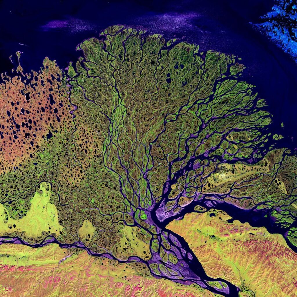 False-colour Landsat 7 satellite image of Siberia's Lena River Delta, its channels branching like a vast tree into the Laptev Sea